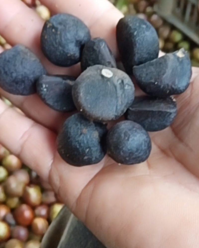 2020年，白花油茶种子