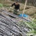 精品甘蔗基地现砍现发、可视频看货、提供回头车、一条龙服务