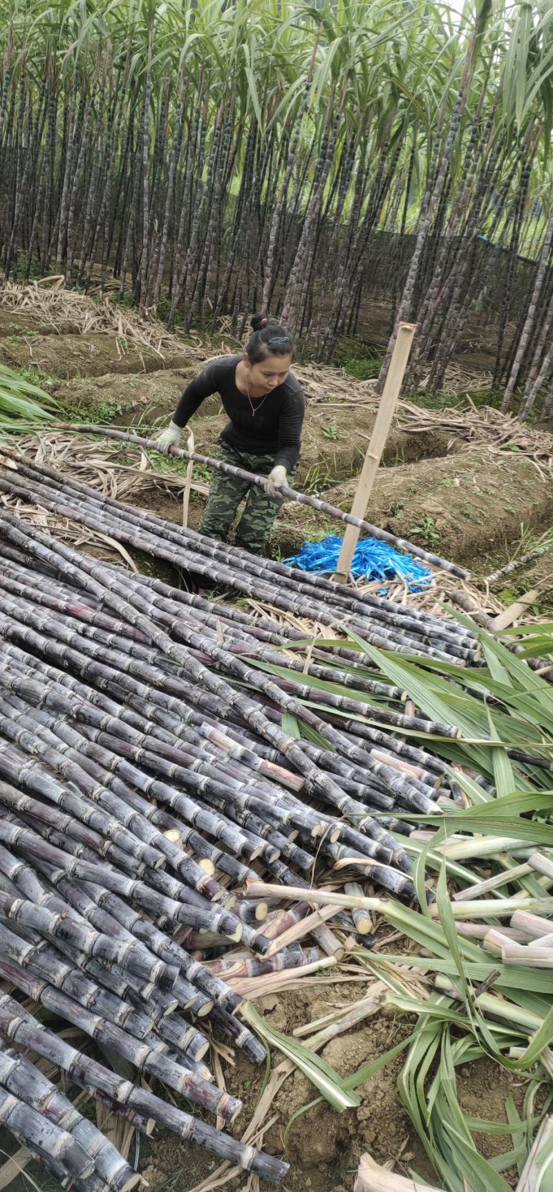 精品甘蔗基地现砍现发、可视频看货、提供回头车、一条龙服务