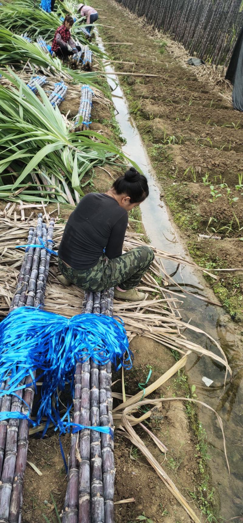 精品甘蔗基地现砍现发、可视频看货、提供回头车、一条龙服务