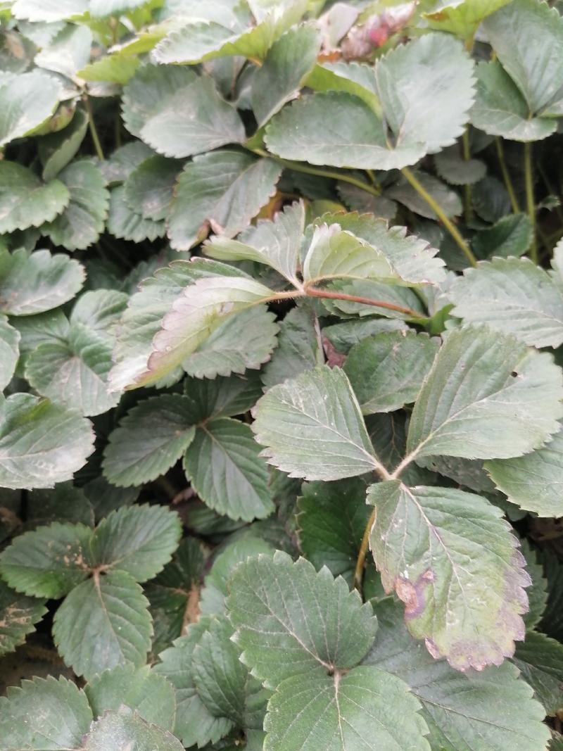 章姬草莓苗四季草莓苗盆栽带土南北方种植当年结果