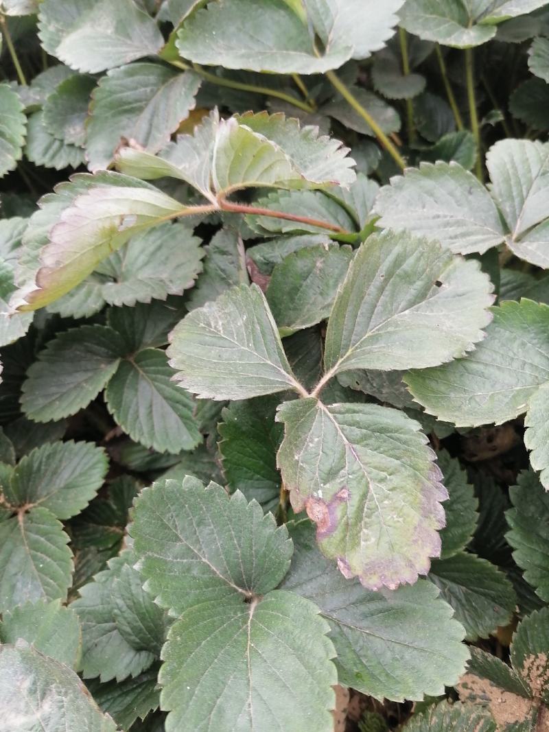 章姬草莓苗四季草莓苗盆栽带土南北方种植当年结果