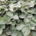 章姬草莓苗四季草莓苗盆栽带土南北方种植当年结果
