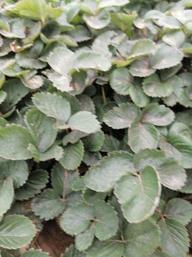 章姬草莓苗四季草莓苗盆栽带土南北方种植当年结果
