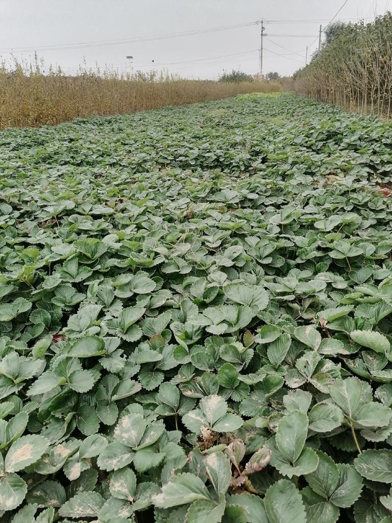章姬草莓苗四季草莓苗盆栽带土南北方种植当年结果