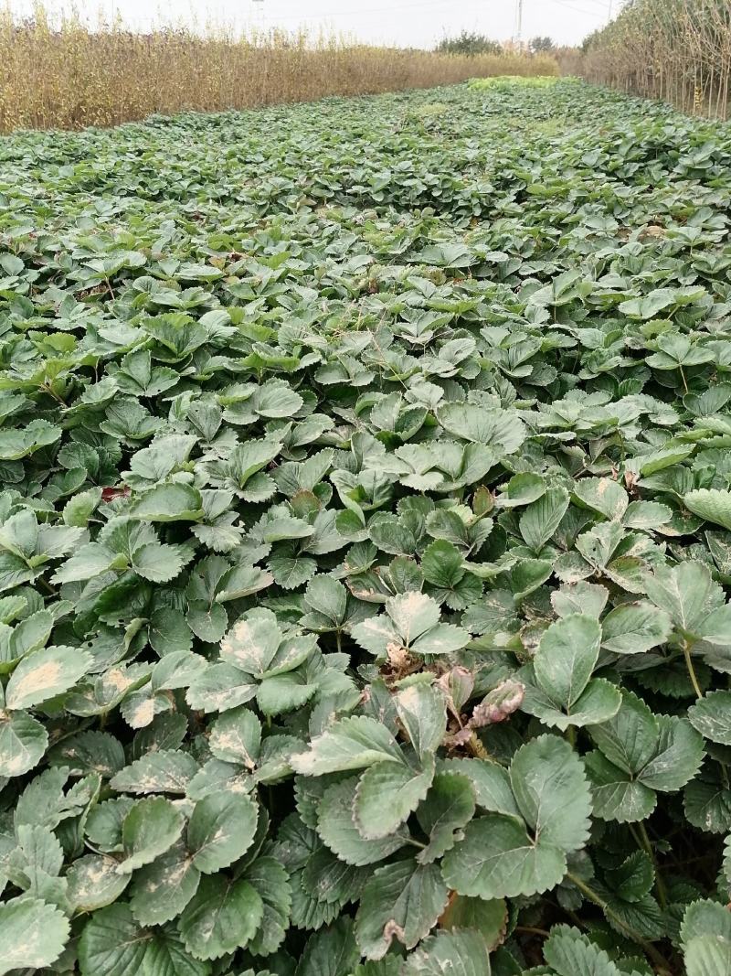章姬草莓苗四季草莓苗盆栽带土南北方种植当年结果