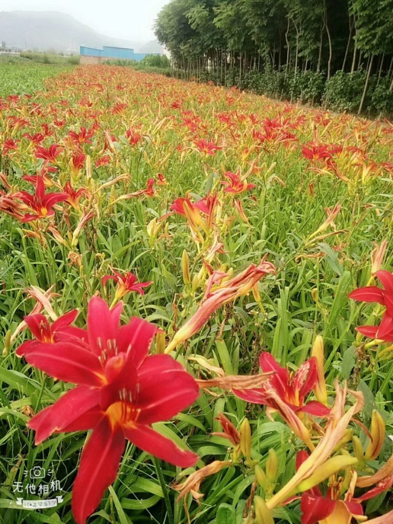金娃娃宣草.大花萱草大田苗