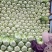 河北新乐市白菜万亩黄心菜大量现货
