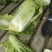 河北新乐市白菜万亩黄心菜大量现货