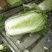 河北新乐市白菜万亩黄心菜大量现货