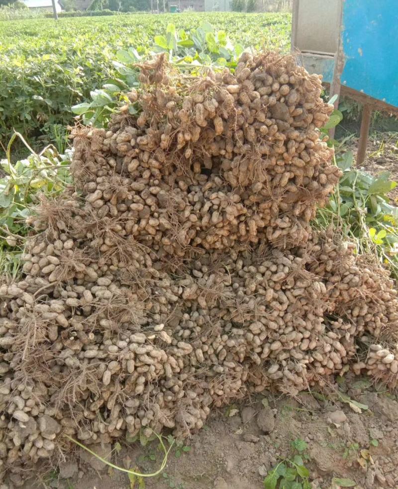 带壳鲜花生，大白沙糸列，基地供货，量大质优