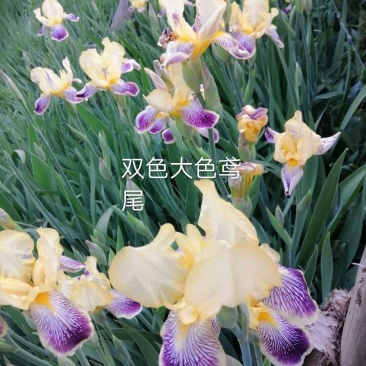 德国鸢尾.黄.兰.红.双色.复色大花.大田苗