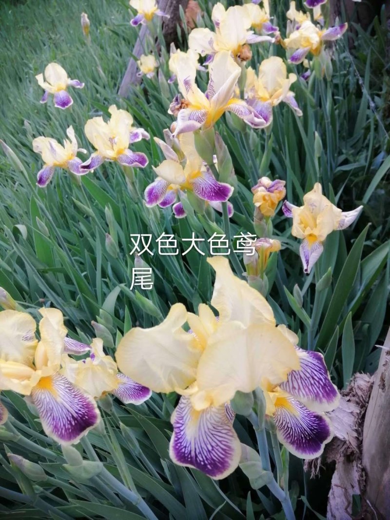 德国鸢尾.黄.兰.红.双色.复色大花.大田苗
