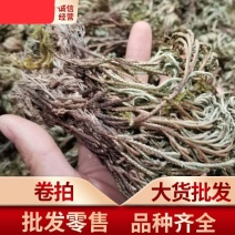 卷柏九死还魂草无硫净货全干新货可供批发零售量大从优