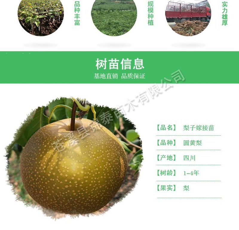 四川梨子树苗薄皮梨树苗圆黄梨树苗包成活圆黄梨嫁接苗高产