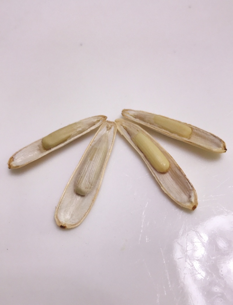 新疆阿克苏白马牙瓜子原味原香细长皮薄