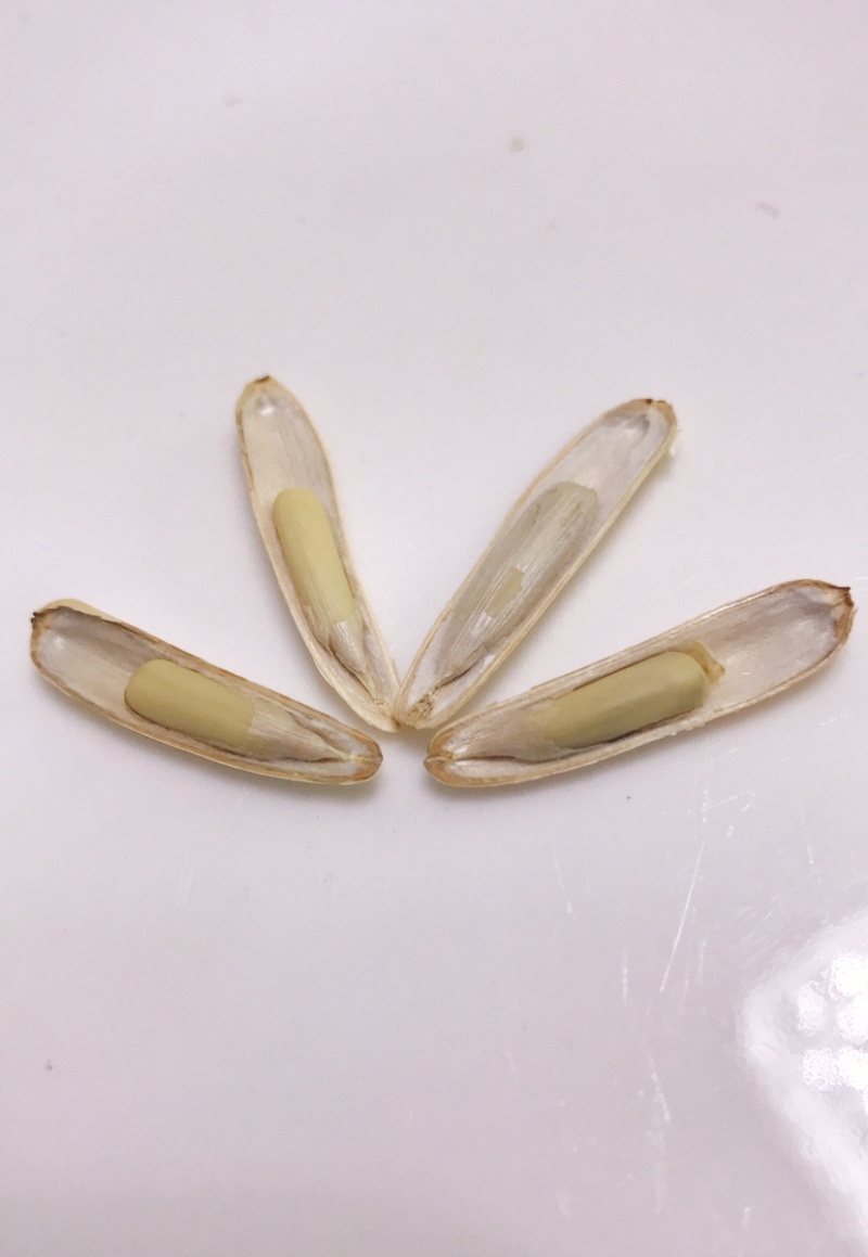 新疆阿克苏白马牙瓜子原味原香细长皮薄