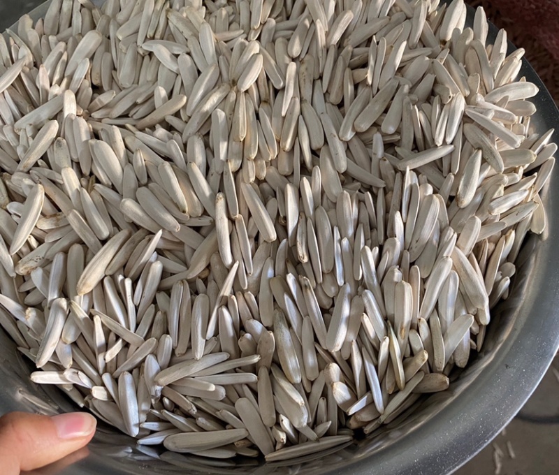新疆阿克苏白马牙瓜子原味原香细长皮薄