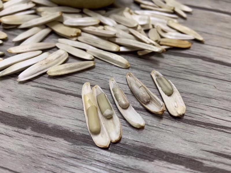 新疆阿克苏白马牙瓜子原味原香细长皮薄