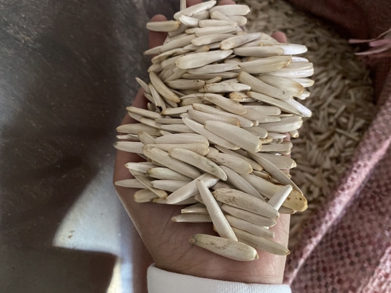 新疆阿克苏白马牙瓜子原味原香细长皮薄