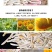 新疆阿克苏白马牙瓜子原味原香细长皮薄