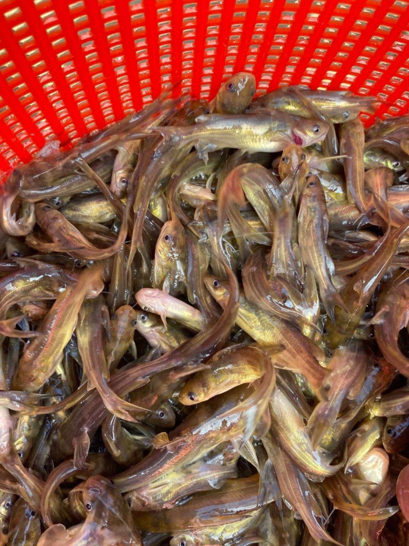 黄骨鱼苗，杂交快大黄骨苗，支持送货上门基地直发