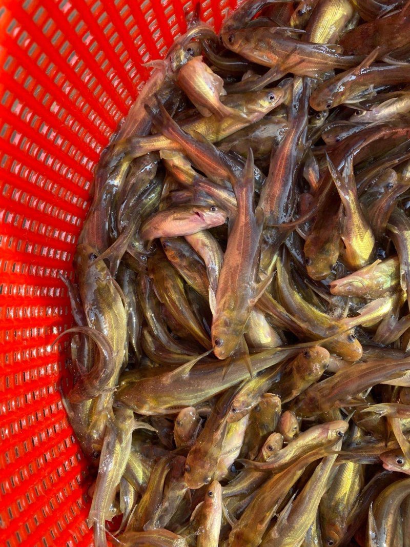 黄骨鱼苗，杂交快大黄骨苗，支持送货上门基地直发