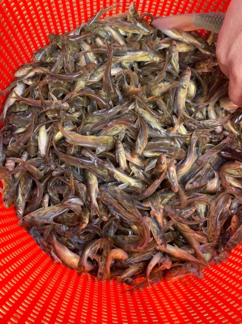 黄骨鱼苗，杂交快大黄骨苗，支持送货上门基地直发