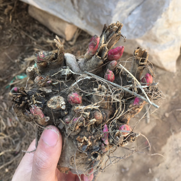 中江白芍重瓣川白芍红粉花白芍高观赏性白芍批发