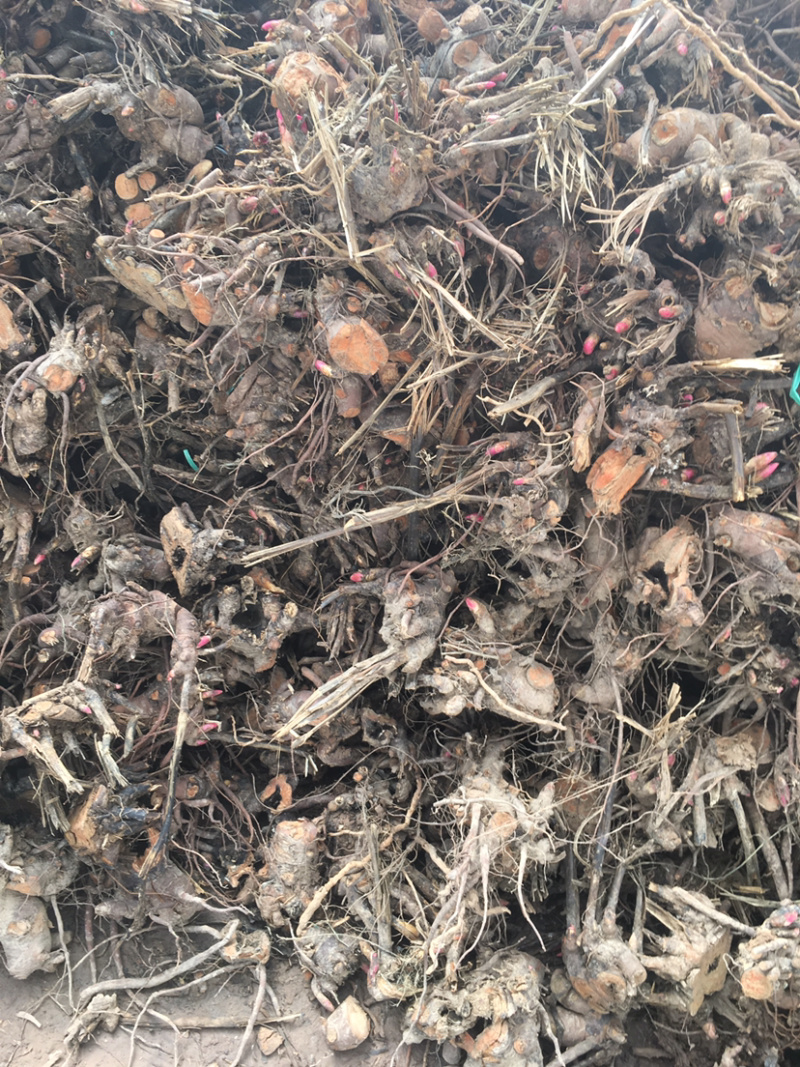 中江白芍重瓣川白芍红粉花白芍高观赏性白芍批发