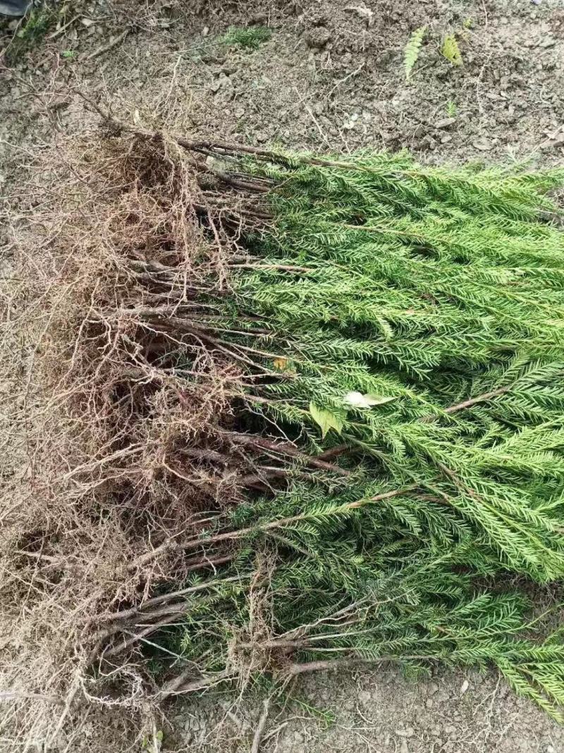 曼地亚红豆杉裸根苗，杯苗。