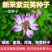 紫云英牧草种子高产量收割次数多适口性强营养价值高