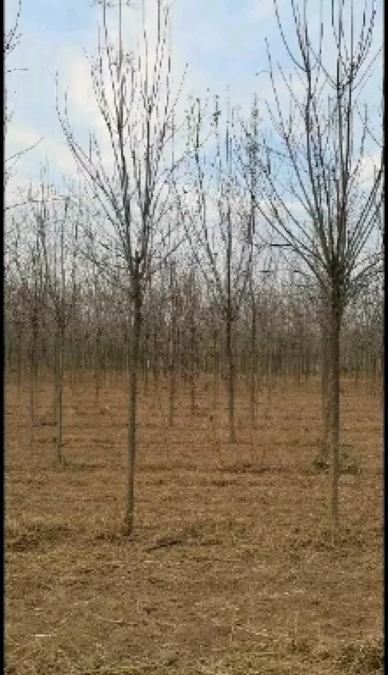 【推荐】白蜡树规格全速生白蜡可视频看货欢迎致电