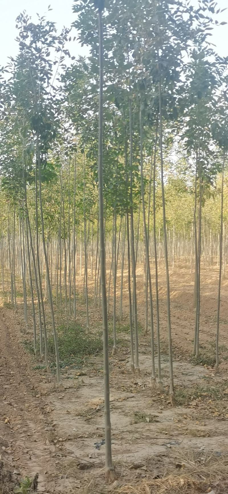 【推荐】白蜡树规格全速生白蜡可视频看货欢迎致电