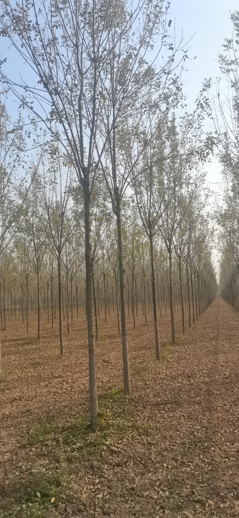 【推荐】白蜡树规格全速生白蜡可视频看货欢迎致电