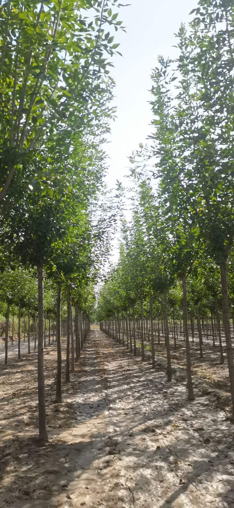 【推荐】白蜡树规格全速生白蜡可视频看货欢迎致电