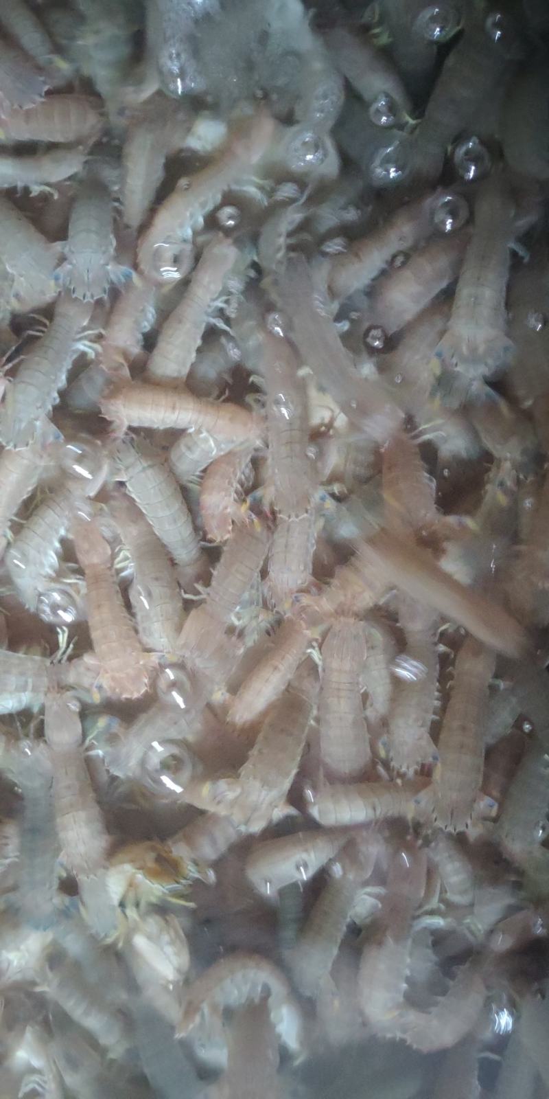 北海皮皮虾，鲜冻生猛，适季价格优惠，大小不一