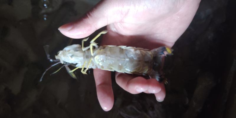 北海皮皮虾，鲜冻生猛，适季价格优惠，大小不一