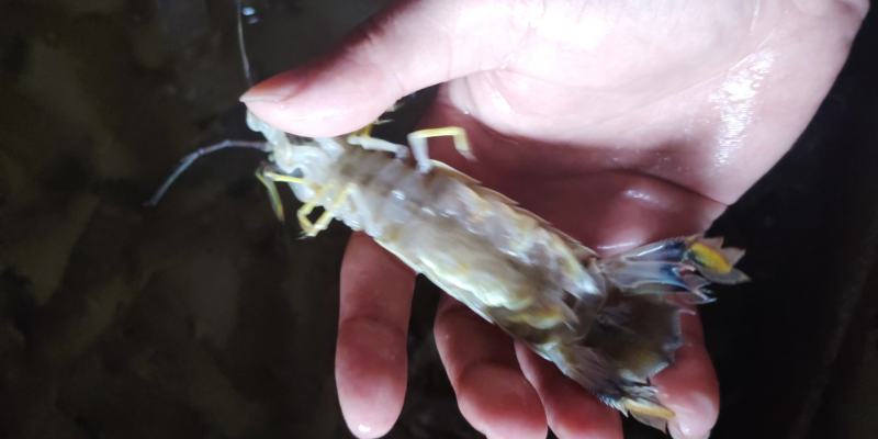 北海皮皮虾，鲜冻生猛，适季价格优惠，大小不一