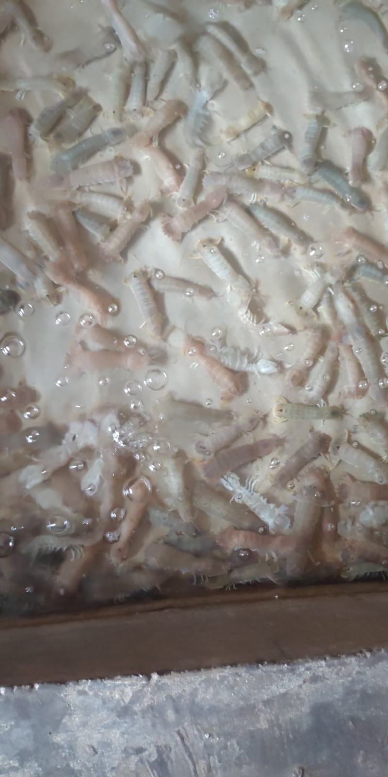 北海皮皮虾，鲜冻生猛，适季价格优惠，大小不一
