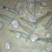 北海皮皮虾，鲜冻生猛，适季价格优惠，大小不一
