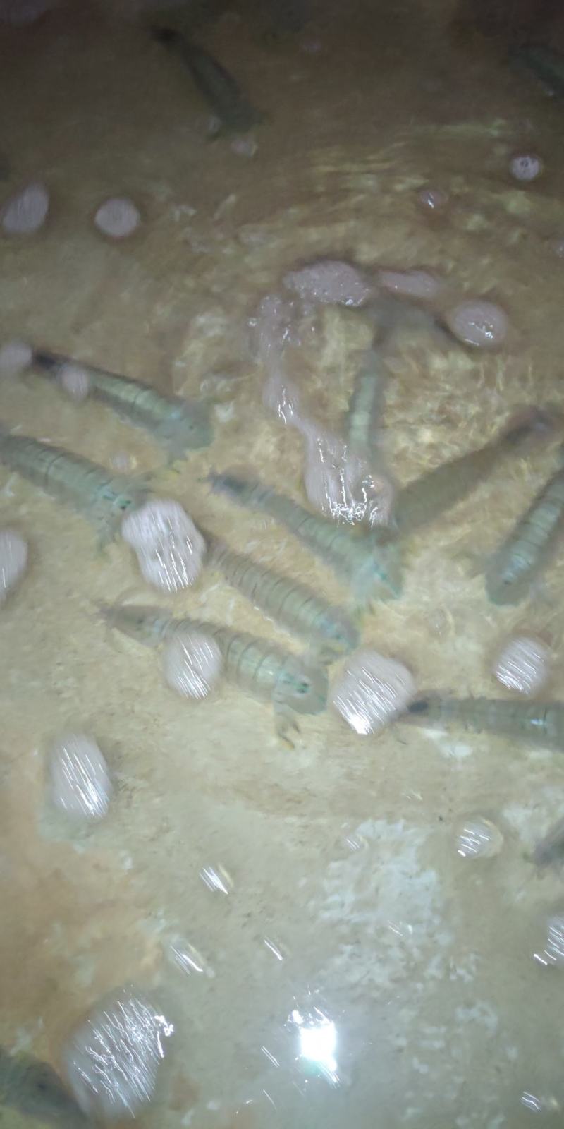 北海皮皮虾，鲜冻生猛，适季价格优惠，大小不一