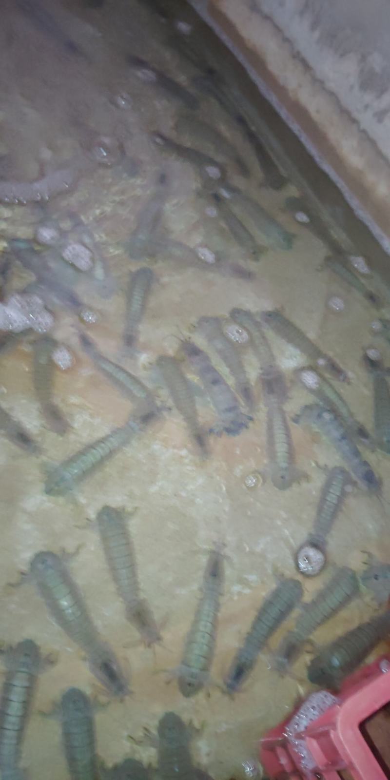 北海皮皮虾，鲜冻生猛，适季价格优惠，大小不一