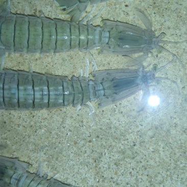 北海皮皮虾，鲜冻生猛，适季价格优惠，大小不一