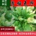 鲁梅克斯种子进口俄罗斯饲料菜多年生耐寒四季牧草种籽