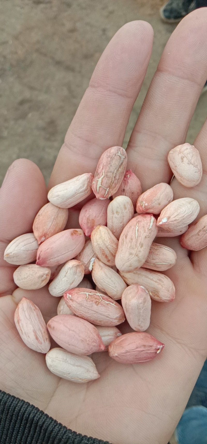 花生出售要的私聊提前联系定货