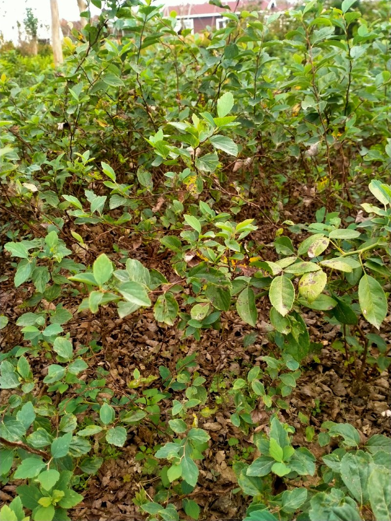庭院别墅绿植珍珠梅树苗盆栽喷雪花白色梅花苗开花像