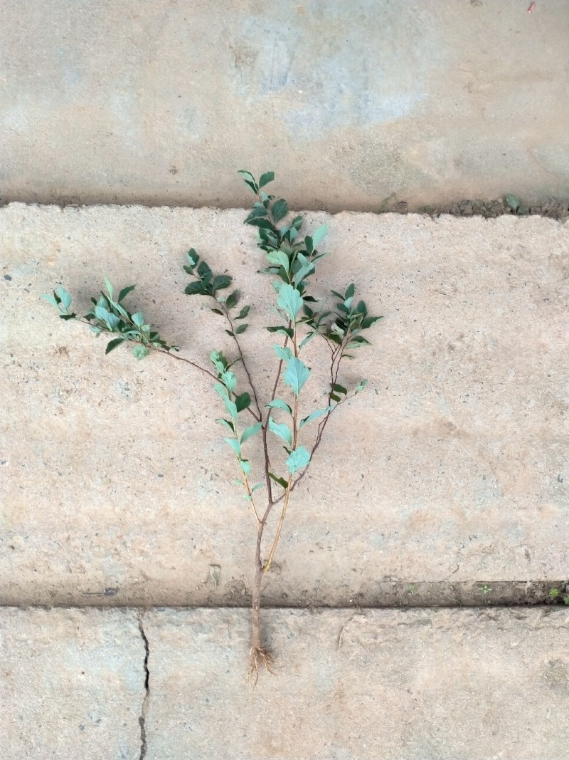 庭院别墅绿植珍珠梅树苗盆栽喷雪花白色梅花苗开花像