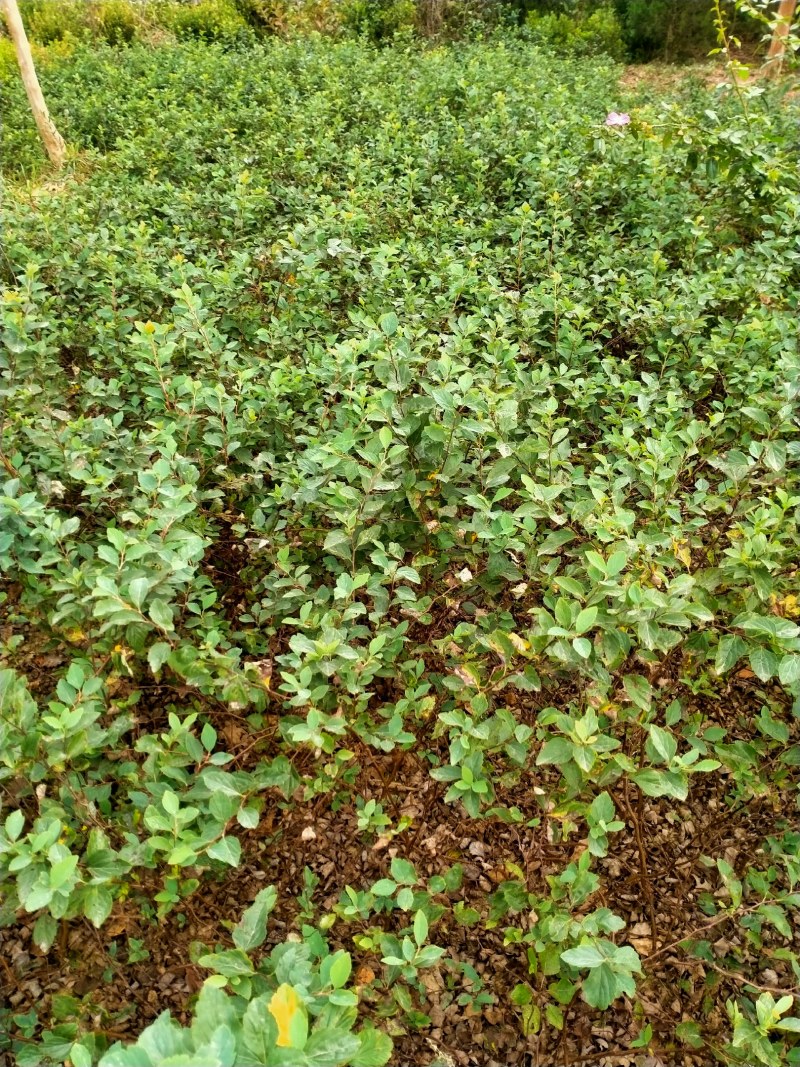 庭院别墅绿植珍珠梅树苗盆栽喷雪花白色梅花苗开花像