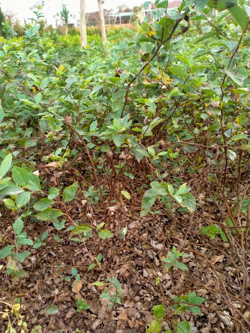 庭院别墅绿植珍珠梅树苗盆栽喷雪花白色梅花苗开花像